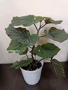 Бегония коралловая