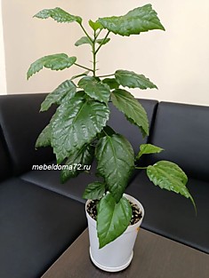 Гибискус махровый крансый