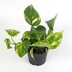 Эпипремнум золотистый